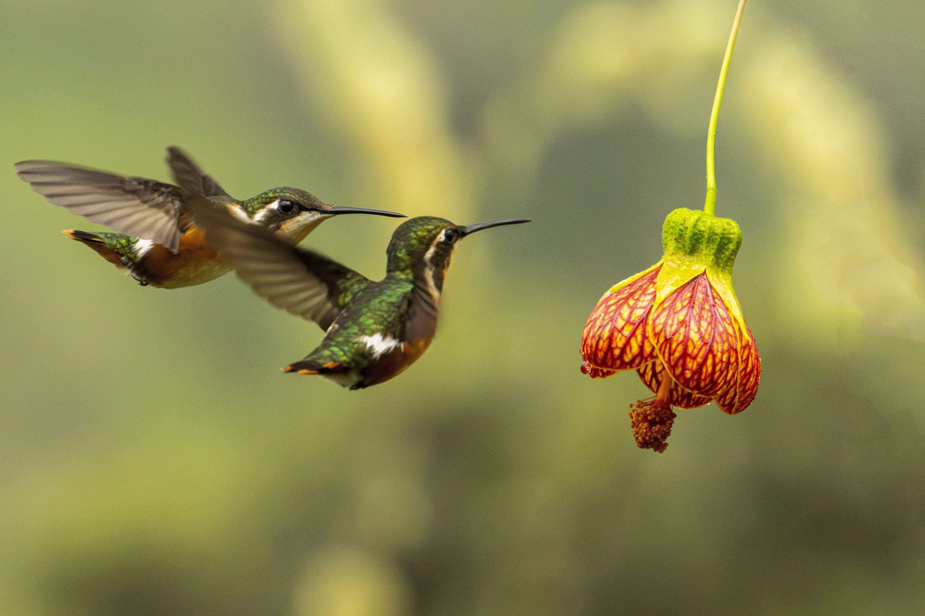 Cayoub Nectarof The Gods